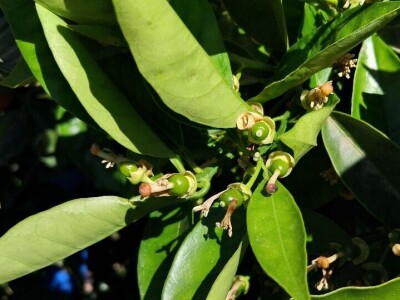 Anecoop Valensija Anecoop Valensija