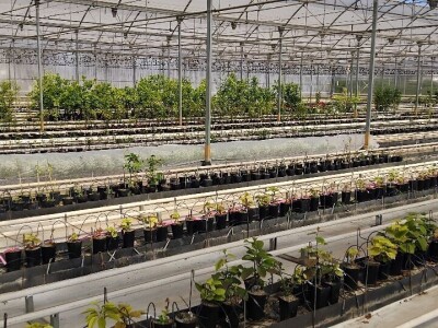 Anecoop Valensija Anecoop Valensija