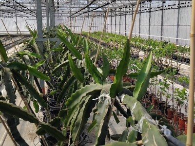 Anecoop Valensija Anecoop Valensija