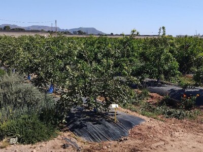 Anecoop Valensija Anecoop Valensija