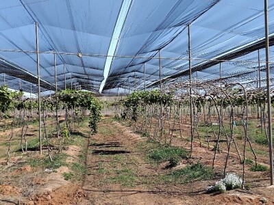 Anecoop Valensija Anecoop Valensija