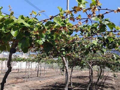 Anecoop Valensija Anecoop Valensija