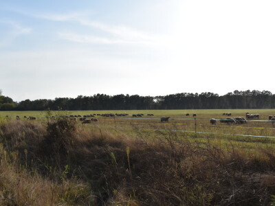 Ankica Ursić Molnar