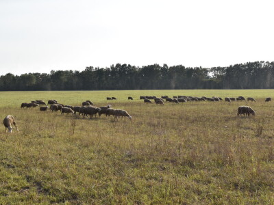 Ankica Ursić Molnar