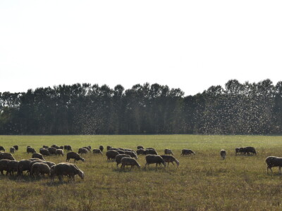 Ankica Ursić Molnar