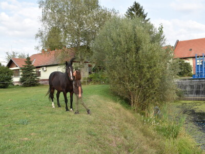 Ankica Ursić Molnar