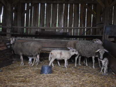 Ankica Ursić Molnar