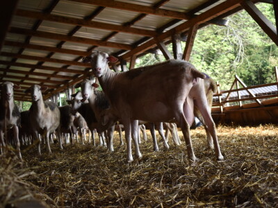 Ankica Ursić Molnar