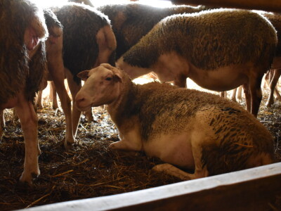 Ankica Ursić Molnar