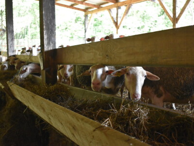 Ankica Ursić Molnar