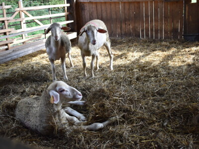 Ankica Ursić Molnar