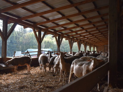 Ankica Ursić Molnar