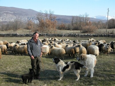 Stočar Ante Buljan uz svoje stado ovaca u Biteliću podno snijegom pokrivene Kamešnice