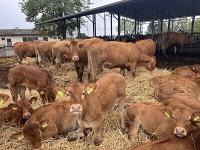 Antonio Kiš, Radenko Jeremić