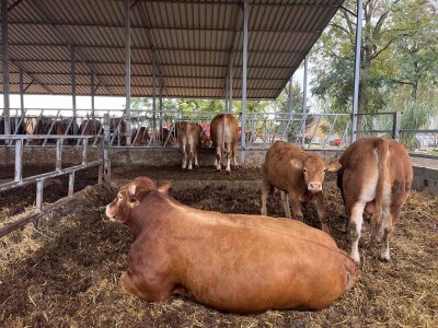 Antonio Kiš, Radenko Jeremić