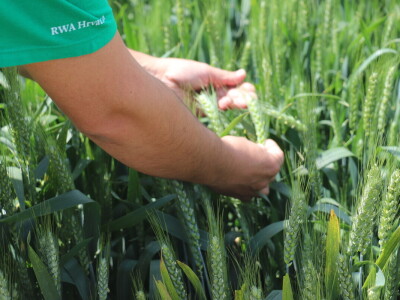 Antonio Peršinović, mladi poljoprivrednik iz Virja Antonio Peršinović, mladi poljoprivrednik iz Virja