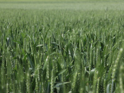 Antonio Peršinović, mladi poljoprivrednik iz Virja Antonio Peršinović, mladi poljoprivrednik iz Virja
