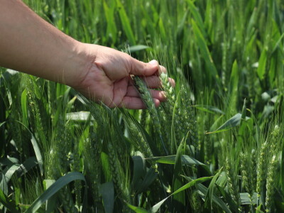 Antonio Peršinović, mladi poljoprivrednik iz Virja Antonio Peršinović, mladi poljoprivrednik iz Virja