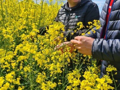 Antonio Šignjar uzgaja Anniston i Aurelia hibride uljane repice