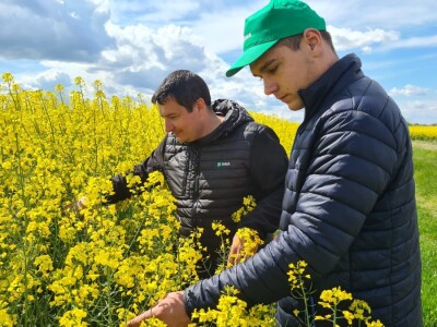 Antonio Šignjar uzgaja Anniston i Aurelia hibride uljane repice