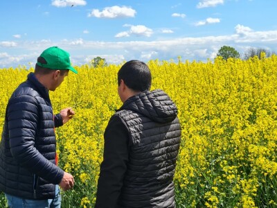 Antonio Šignjar uzgaja Anniston i Aurelia hibride uljane repice