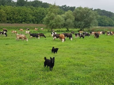 Apel mladog Slavonca