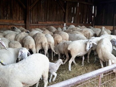 Apel mladog Slavonca