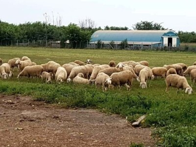 Apel mladog Slavonca