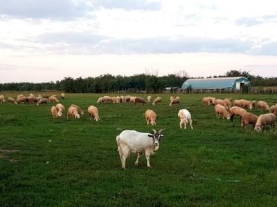 Apel mladog Slavonca