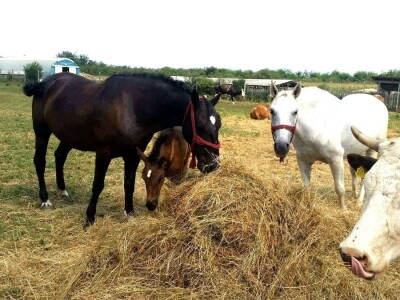 Apel mladog Slavonca