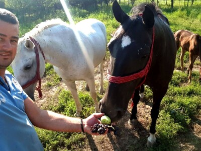 Apel mladog Slavonca