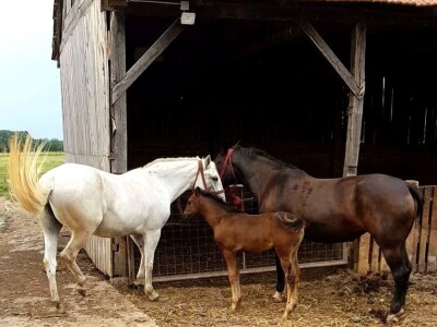 Apel mladog Slavonca