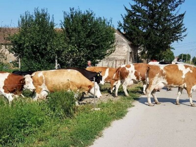 Apel mladog Slavonca