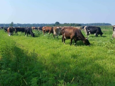 Apel mladog Slavonca