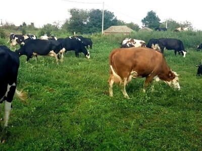 Apel mladog Slavonca