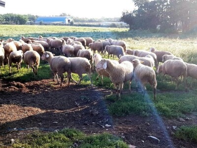 Apel mladog Slavonca