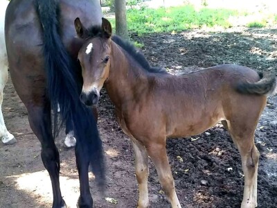 Apel mladog Slavonca