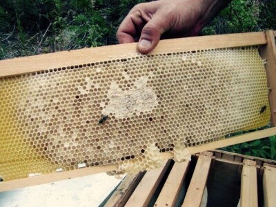 Apiterapija Samir Baralija