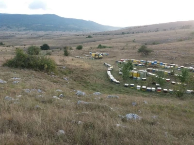 Apiterapija Samir Baralija