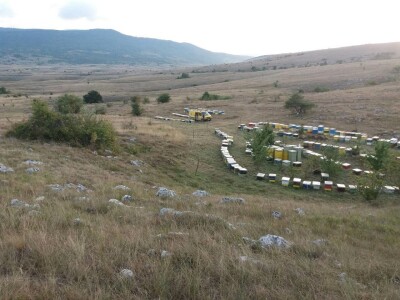 Apiterapija Samir Baralija