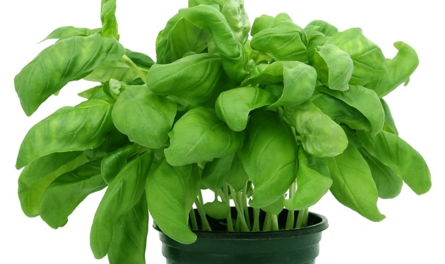 Origano