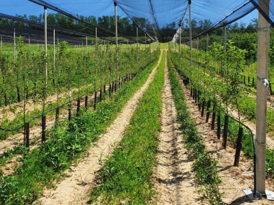 AppleResist - završni rezultati