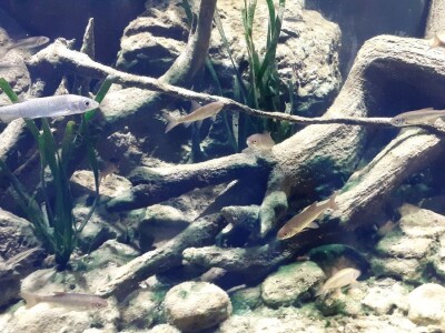 Aquatika - slatkovodni akvarij u Karlovcu