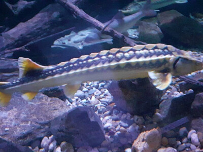 Aquatika - slatkovodni akvarij u Karlovcu