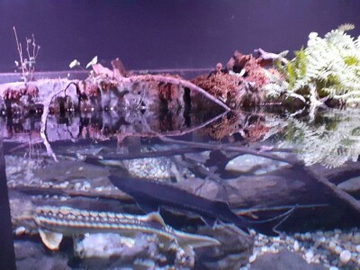 Aquatika - slatkovodni akvarij u Karlovcu