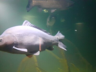 Aquatika - slatkovodni akvarij u Karlovcu