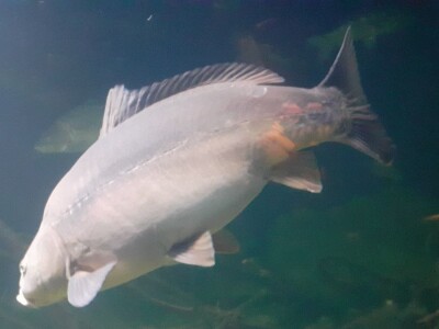 Aquatika - slatkovodni akvarij u Karlovcu