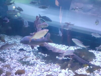 Aquatika - slatkovodni akvarij u Karlovcu