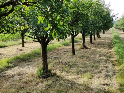 Arambašić voćne rakije
