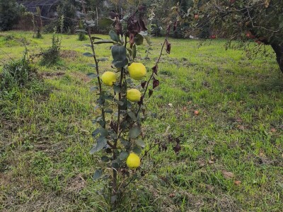 Arambašić voćne rakije